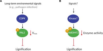 Regulation of Lignin Biosynthesis by Post-translational Protein Modifications